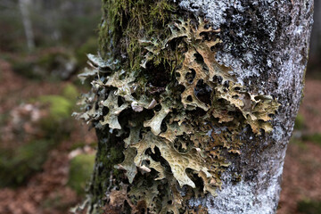 Lobaria Pulmonaria (L.) Hoffm. - Known As Tree Lungwort, Lung Lichen Or Oak Lungs
