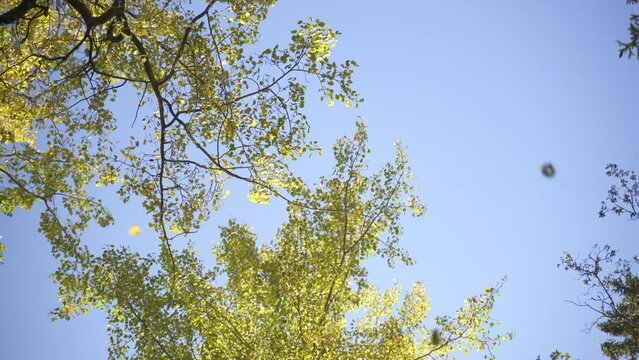 Low angle shot of green trees against a cloudless blue sky on a sunny windy day