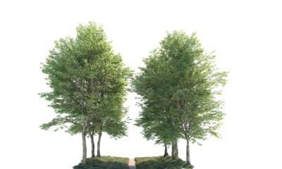 Way path through grass field and trees way path through grass field and trees