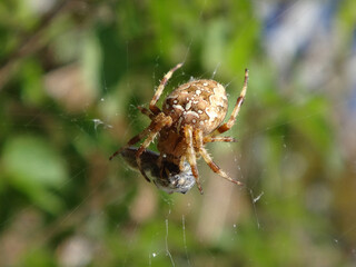 Female garden spider (Araneus diadematus) holding her prey