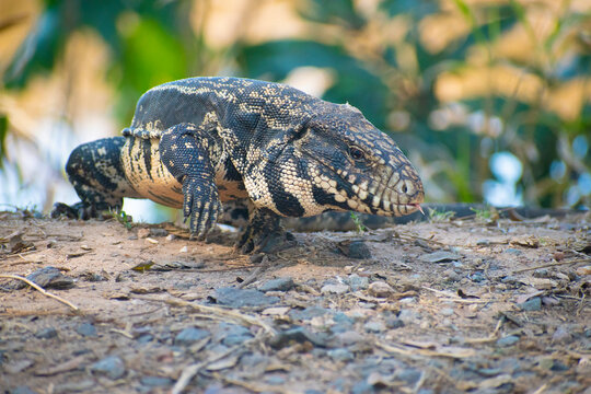 Salvator merianae, lagarto overo, tegu argentino caminando, garras lagarto