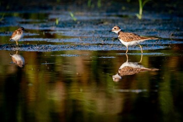 Killdeer shorebird wading