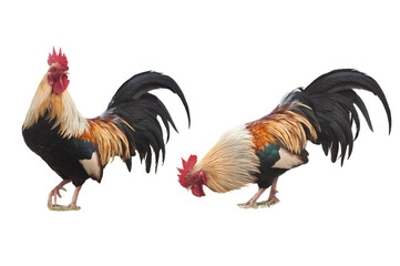 Two action of chicken isolate on white