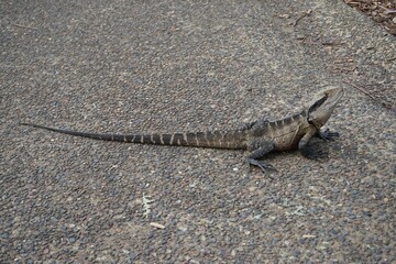 Closeup shot of an iguana lizard