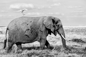 Egret landing on back of elephant standing on grassland in black and white