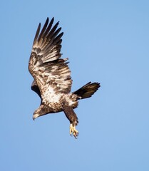 Majetic Bald Eagle in Flight