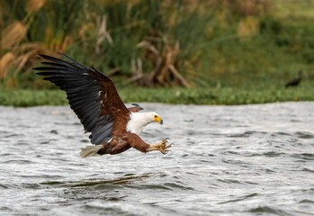 Obraz premium Sea eagle flying over water