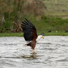 Sea eagle flying over water