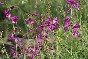 Closeup shot of the Wild Tuberous Pea flowers