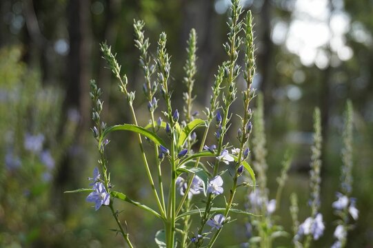Selective focus shot of the Veronica teucrium flowers