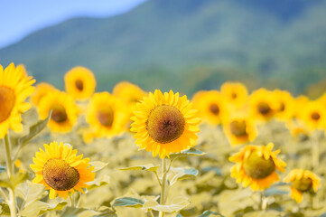 Fototapeta premium ひまわりの花