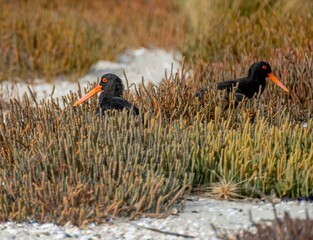2 new zealand black oyster catchers among samphire