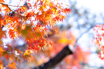 紅葉　もみじ