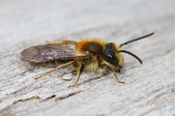 Closeup of male red-tailed mining bee (Andrena haemorrhoa) on wooden surface
