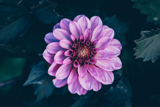 Dalhia rose vu de dessus