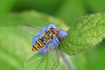 Closeup of marmalade hoverfly, Episyrphus balteatus on purple flower with green leaves in field