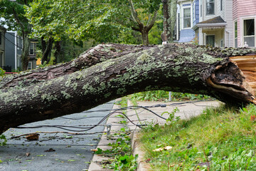 electrical wires and trees broken and fallen on residential street following the passage of storm