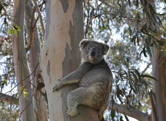 Cute koala bear on a tree in forest (Phascolarctos cinereus)