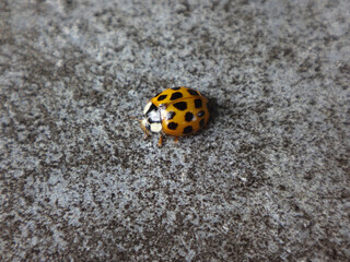 Yellow harlequin ladybird beetle (Harmonia axyridis) with 19 spots sitting on grey stone