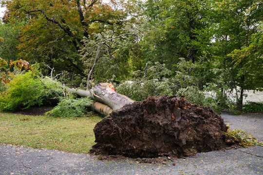 uprooted tree broken and fallen in park following the passage of storm