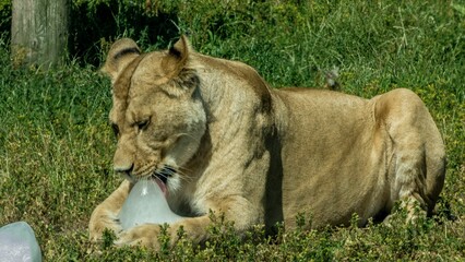 Female lion licking ice