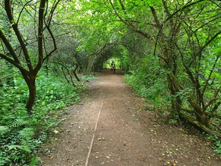 Path surrounded by dense trees and bushes