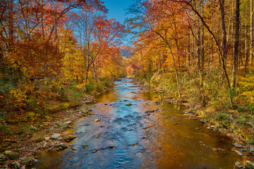Obraz na płótnie Canvas Fall colors along the Davidson River in Pisgah National Forest.