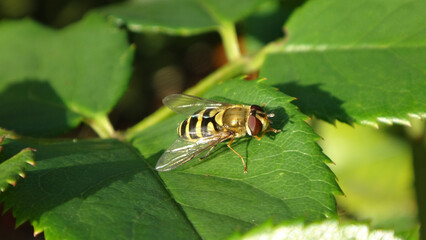 Black and yellow female hover fly (Syrphus ribesii) sitting on a dark green rose leaf