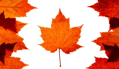 Group of real red maple leaves arranged in a pattern that imitates a Canadian flag. On a white background.
