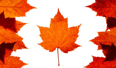 Fototapeta premium Group of real red maple leaves arranged in a pattern that imitates a Canadian flag. On a white background. 