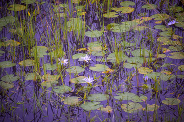 selective focus picture of a water lily in the pond