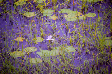 selective focus picture of a water lily in the pond