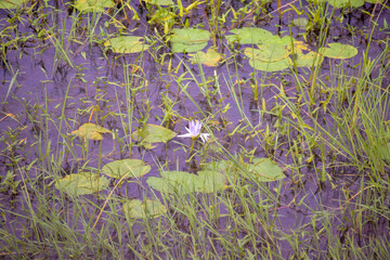 selective focus picture of a water lily in the pond