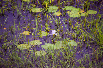 selective focus picture of a water lily in the pond