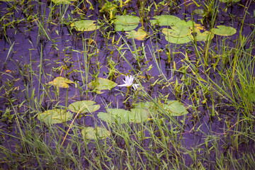 selective focus picture of a water lily in the pond