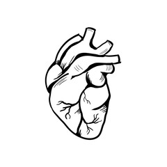 Human heart vector sketch. Anatomical heart drawing in line art style. 