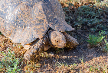 Leopardenschildkröte in der Wildnis und Savannenlandschaft von Afrika