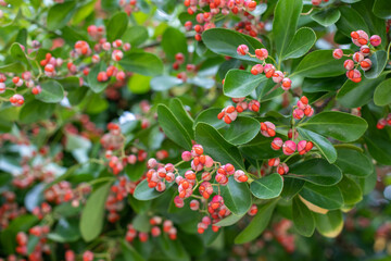 Tree branch with red berries and green leaves close up