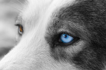 Semi-grayscale shot of a dog's eyes with heterochromia
