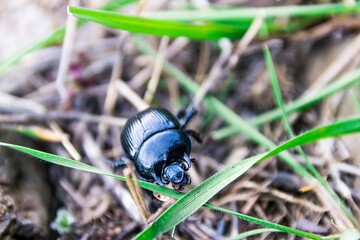 Close-up shot of a black beetle on a grass
