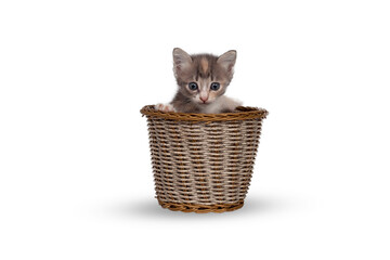 Fototapeta na wymiar Cute kitten sitting in a basket isolated
