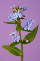 Naklejka na ściany i meble Blue forget-me-not flowers isolated on purple background.