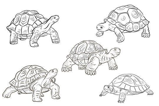 Image of a turtle. Black and white drawing, coloring. Vector image.