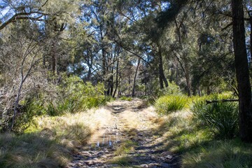 Rocky pathway in Severn River in New South Wales, Australia, surrounded by green trees and grass
