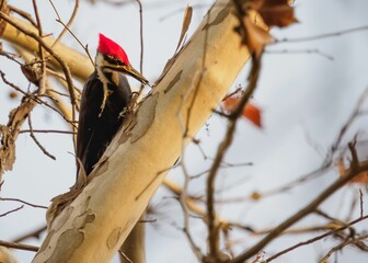 Pileated Woodpecker on a tree