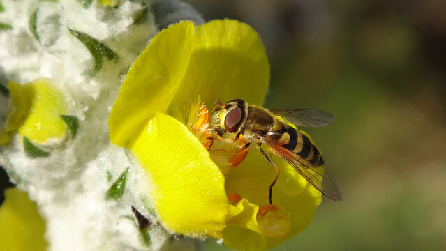 Black and yellow striped hover fly (Syrphus sp.) female feeding on a yellow mullein flower - close-up