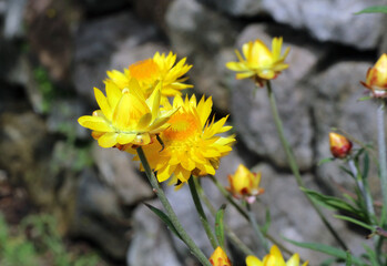 Close up of yellow paper daisy flowers just starting to open, Sydney New South Wales Australia
