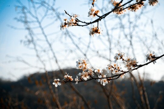 Closeup of blooming tree branches with white flowers.
