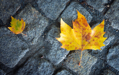 Zwei Ahornbl&auml;tter auf Kopfsteinpflaster im Herbst