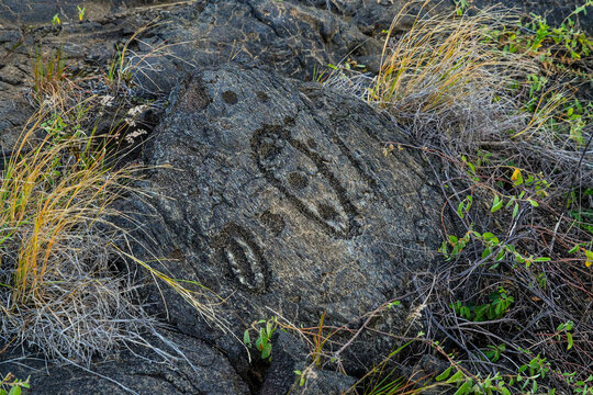 Prehistoric carving on a lava rock part of the Pu'u Loa Petroglyphs along the Chain of Craters Road in the Hawaiian Volcanoes National Park on the Big Island of Hawaii in the Pacific Ocean